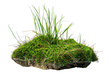 Green mose with grass growing isolated on transparent background
