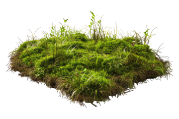 Green mose with grass growing isolated on transparent background