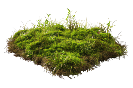 Green mose with grass growing isolated on transparent background