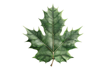 Fototapeta premium Holly leaf isolated on transparent background
