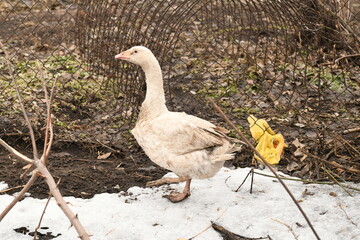 white goose walks on the animal farm