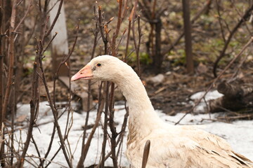 Obraz premium white goose walks on the animal farm