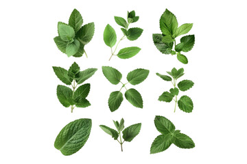 Fototapeta premium Natural organic fresh botany herb leaves isolated on transparent background