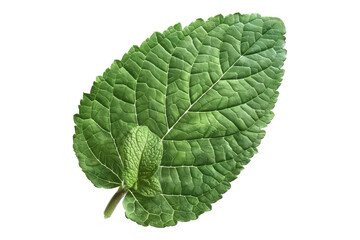Fototapeta premium Natural organic fresh botany herb leaves isolated on transparent background