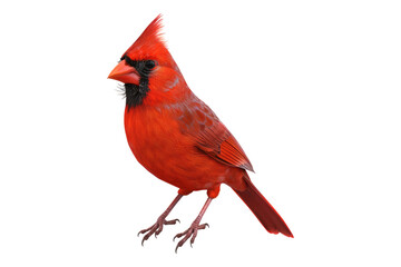Northern cardinal isolated on transparent background