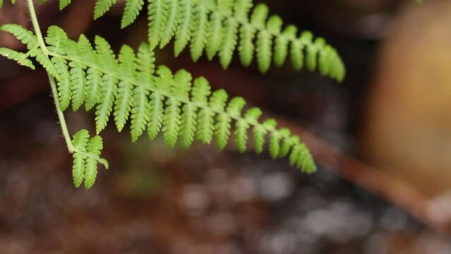Bracken Fern in Natural Habitat