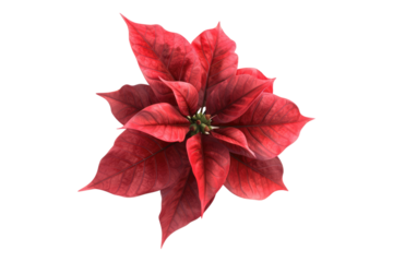 Poinsettia flower isolated on transparent background