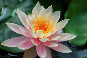 Close up of a beautiful pink and white  waterlily with a yellow center in Israel.
