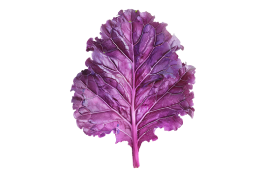Purple kale leaf isolated on transparent background