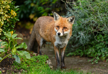 Portrait of a red fox standing in the garden