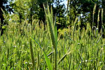Fototapeta premium photo on the green ears of wheat on a sunny summer day
