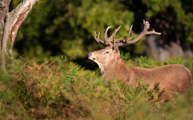 Portrait of a red deer stag during the rut in autumn