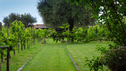 Pretty little vineyard in the heart of a small monastery in Venice, Italy
