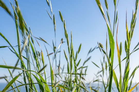 Bromus catharticus is a species of brome grass, rescuegrass, grazing brome, prairie grass, and Schrader's bromegrass. Palisades Park, Santa Monica, Los Angeles, California