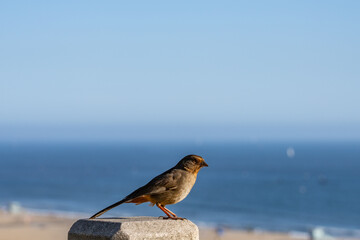 The California towhee (Melozone crissalis) is a bird of the family Passerellidae, Palisades Park, Santa Monica, Los Angeles, California