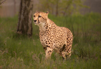 Cheetah alone in nature
