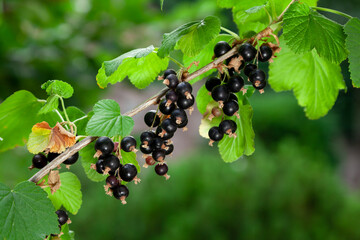Clusters of black currant grow on a green bush....
