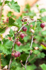 lot of ripe red berries hang on gooseberry branch....