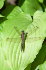 Dragonfly on a green striped leaf close-up....