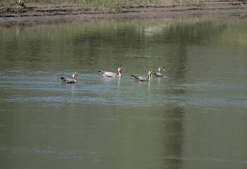 beautiful bar-headed goose close-up in natural environment on a summer day in Altai