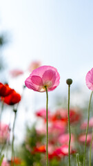 자라섬 꽃양귀비