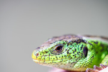 Close-up of an european common lizard in hand. Darevskia praticola.
