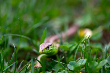 Small green lizard hiding in the grass