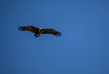 black vulture close-up in natural environment on a summer day in Altai