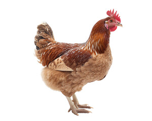 Fototapeta premium rooster isolated on white background