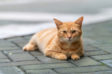 Cat resting on the ground