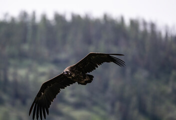 black vulture close-up in natural environment on a summer day in Altai