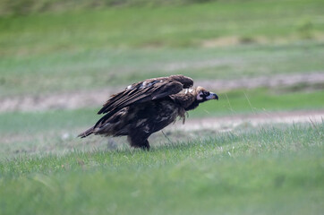 black vulture close-up in natural environment on a summer day in Altai