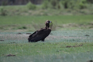 black vulture close-up in natural environment on a summer day in Altai