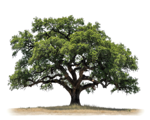 tree isolated on white