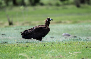 black vulture close-up in natural environment on a summer day in Altai