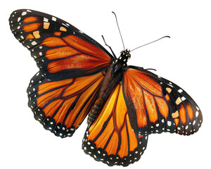 Fototapeta premium butterfly isolated on white background