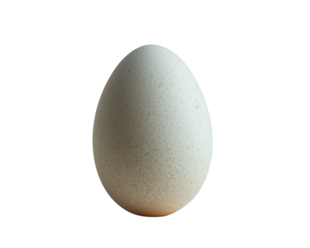 egg isolated on white background