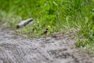 beautiful yellow wagtail in natural conditions on a sunny summer day in the south of Altai