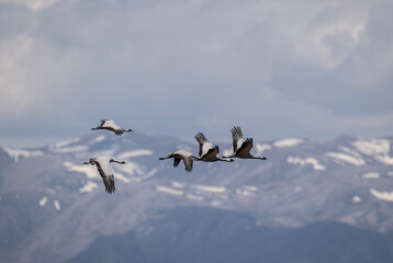 beautiful gray demoiselle cranes against the background of mountains on a sunny summer day in the south of Altai