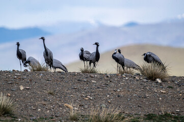 Fototapeta premium beautiful gray demoiselle cranes against the background of mountains on a sunny summer day in the south of Altai