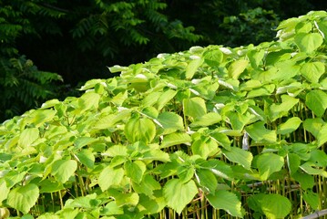 カラムシ（苧、枲、苎）苧麻