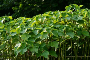 カラムシ（苧、枲、苎）苧麻