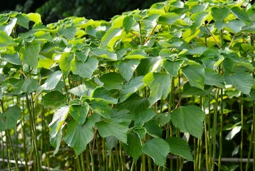 カラムシ（苧、枲、苎）苧麻