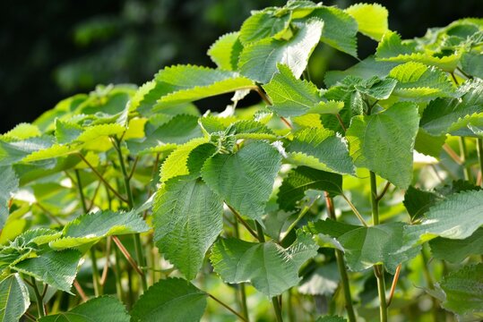 Lush green Ramie (Boehmeria nivea) plants growing outdoors in bright sunlight / 明るい日差しを浴びて屋外で青々と茂るカラムシ（苧麻）