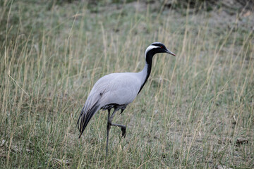 beautiful gray demoiselle cranes against the background of mountains on a sunny summer day in the south of Altai