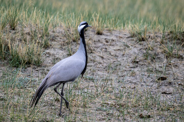 beautiful gray demoiselle cranes against the background of mountains on a sunny summer day in the south of Altai