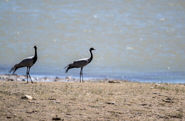 Obraz premium beautiful gray demoiselle cranes against the background of mountains on a sunny summer day in the south of Altai