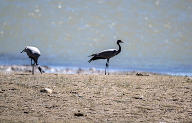 beautiful gray demoiselle cranes against the background of mountains on a sunny summer day in the south of Altai