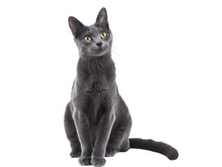 Full body shot of Russian Blue cat, sitting,  looking around curiously.