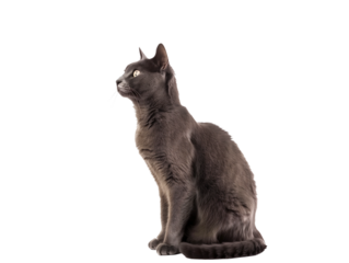 Full body shot of Russian Blue cat, sitting,  looking around curiously.